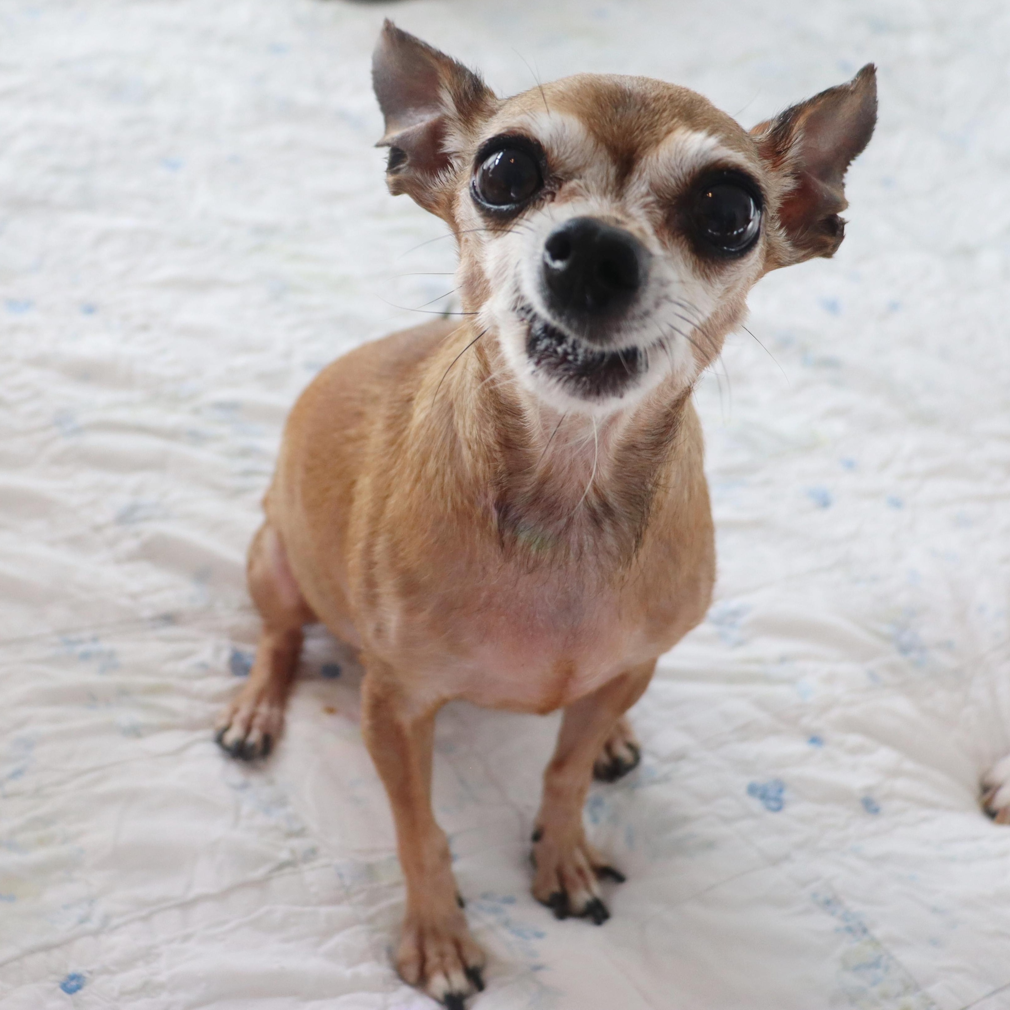 Miss Margaret - Special Needs -Sweetest Senior Chihuahua, an adoptable Chihuahua in League City, TX image 2/6