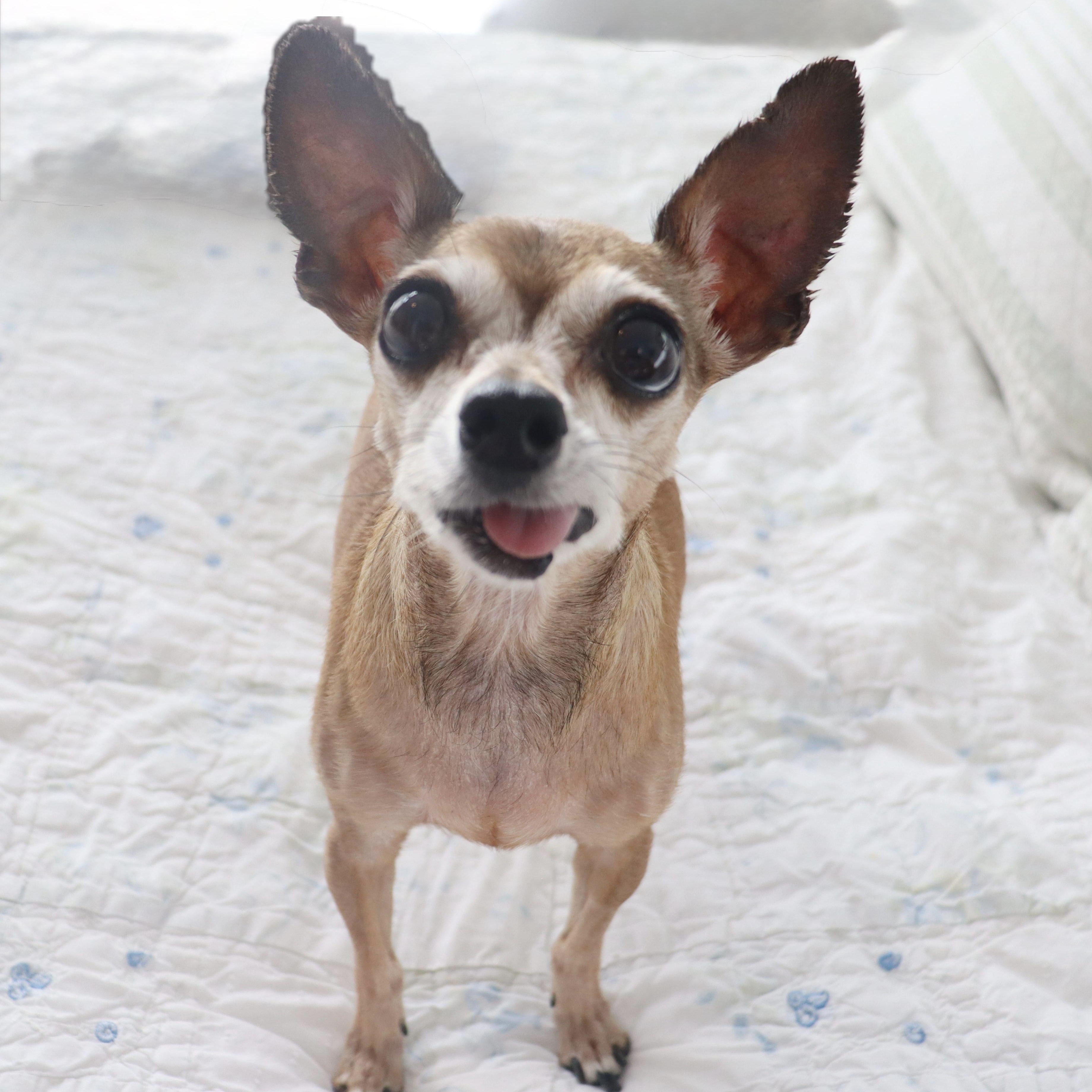 Miss Margaret - Special Needs -Sweetest Senior Chihuahua, an adoptable Chihuahua in League City, TX image 4/6