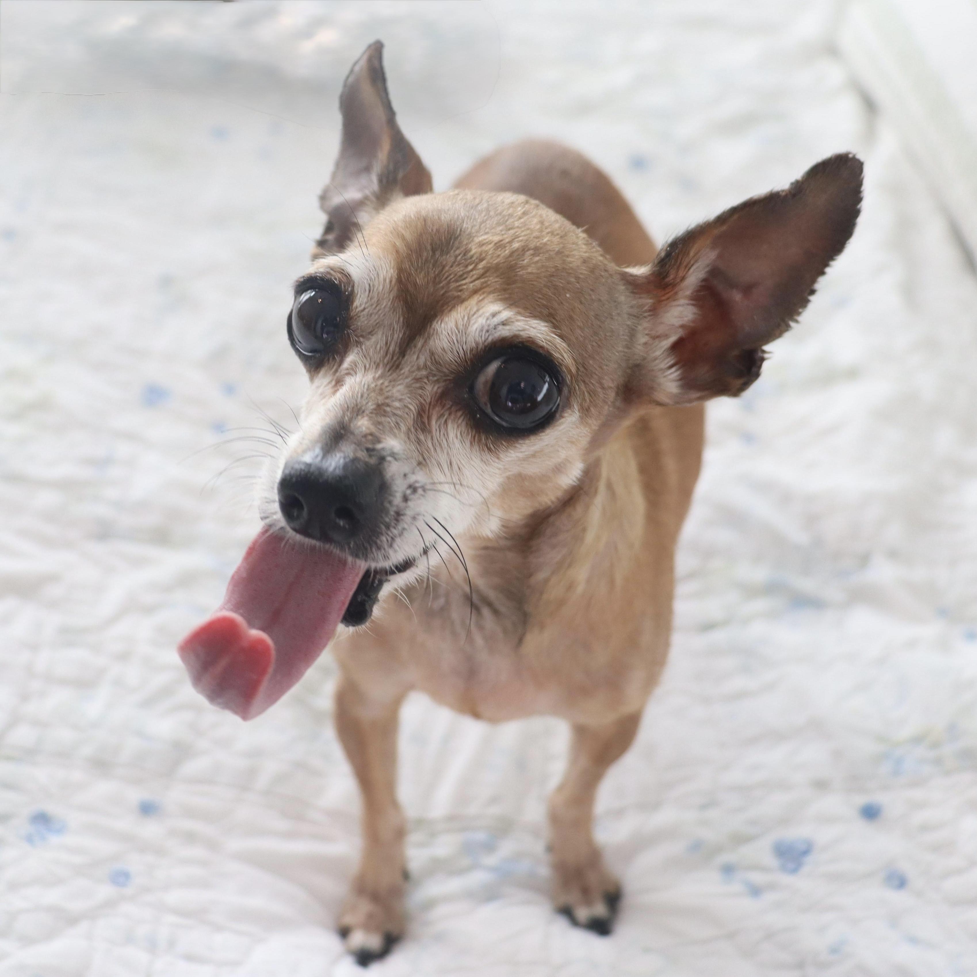 Miss Margaret - Special Needs -Sweetest Senior Chihuahua, an adoptable Chihuahua in League City, TX image 5/6