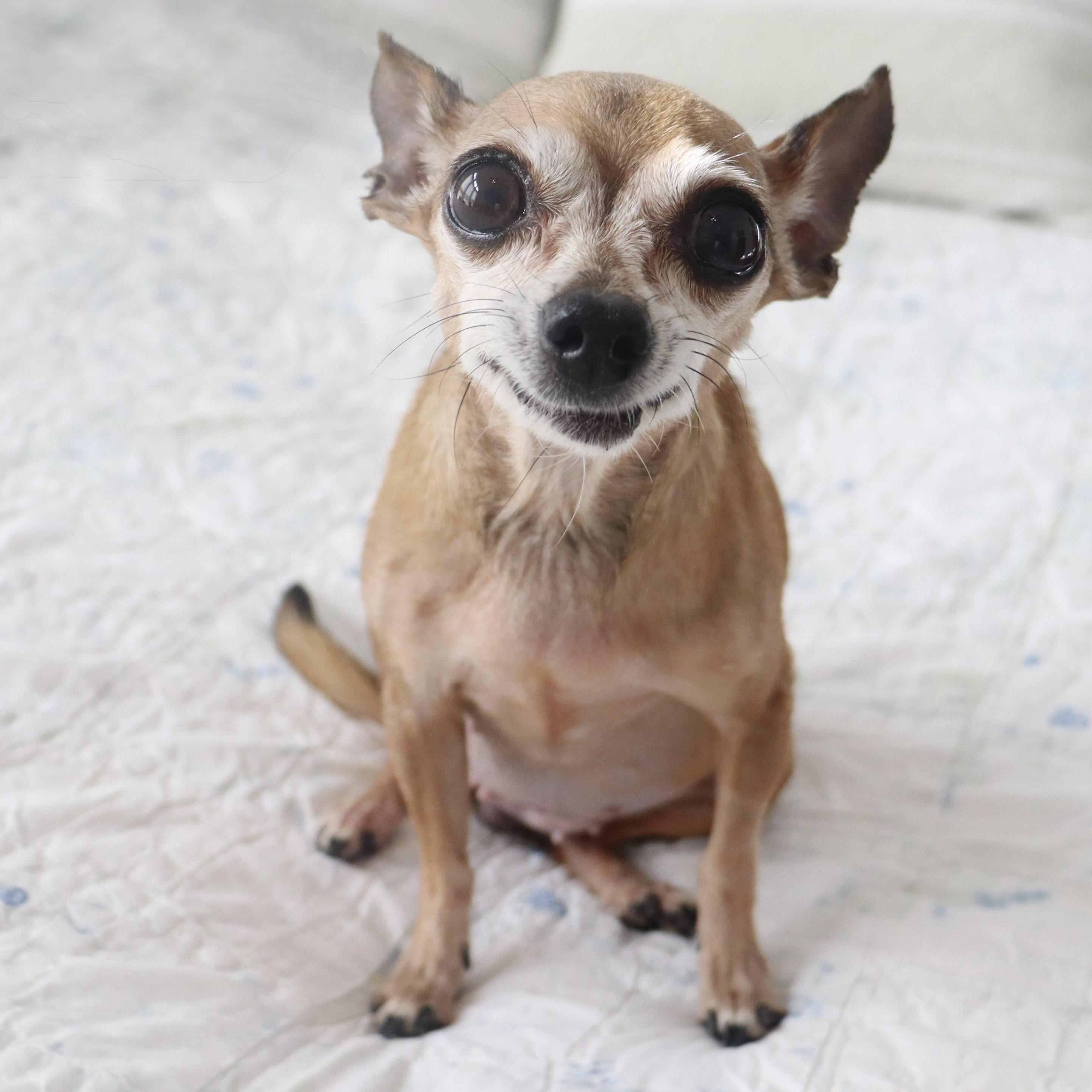 Miss Margaret - Special Needs -Sweetest Senior Chihuahua, an adoptable Chihuahua in League City, TX image 1/6