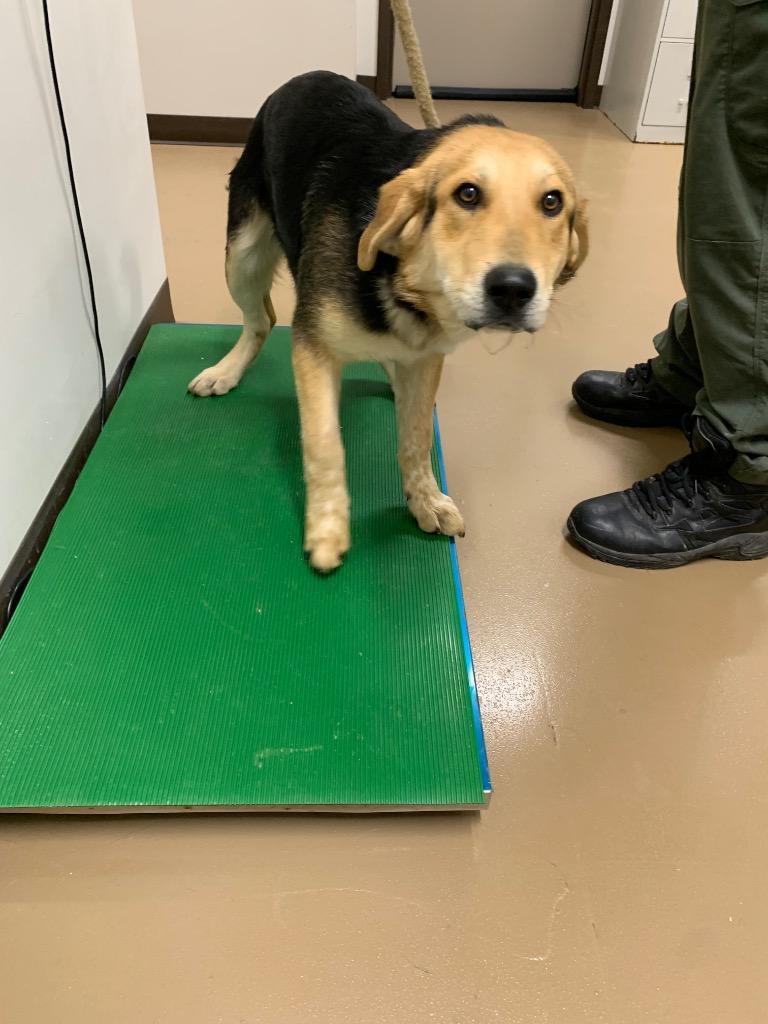 Floyd, Adoptable, Young Male German Shepherd Dog & Hound.