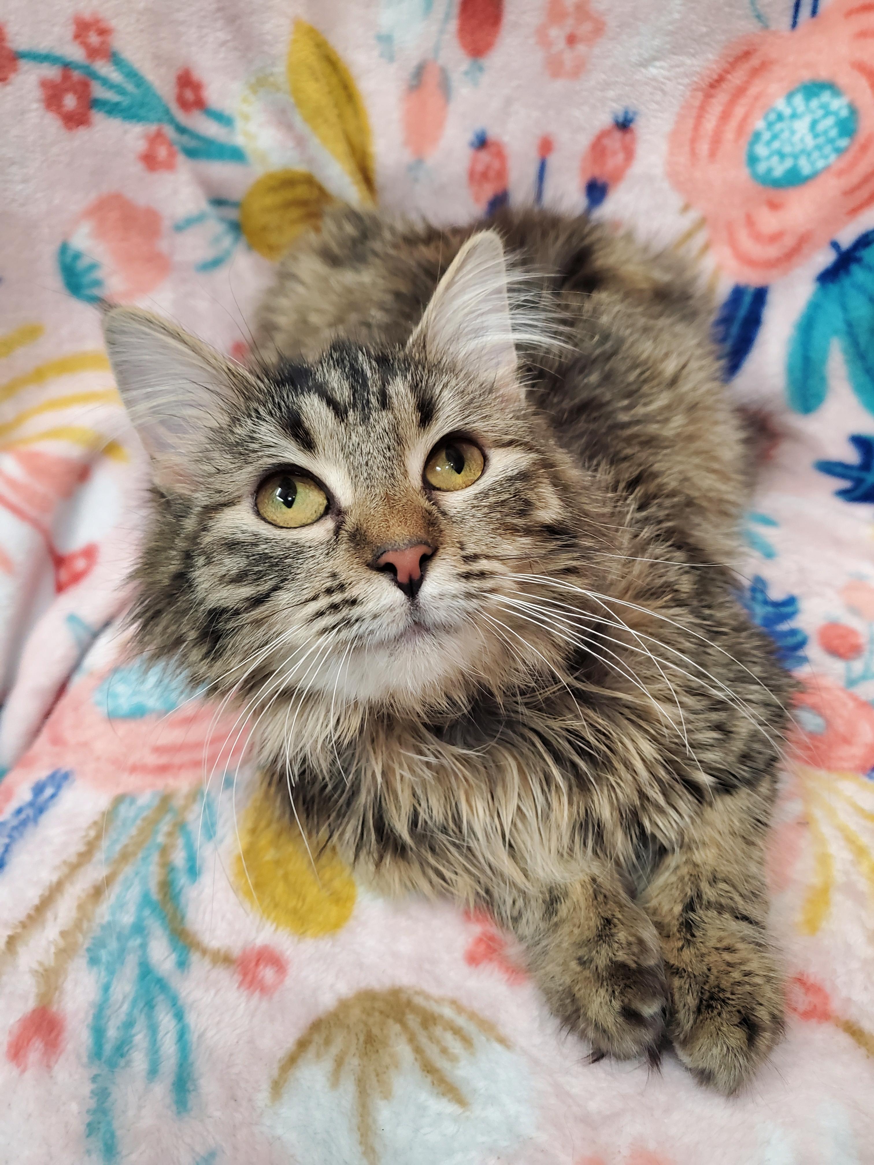 Enlarge Jubilee, an adopted Domestic Long Hair in Marseilles, IL image 1/1