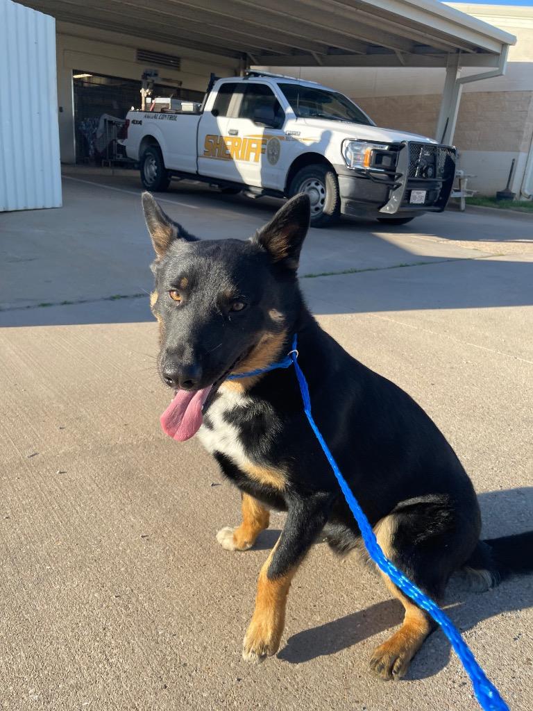 Enlarge Ariat, a Adoptable mixed breed in Belton, TX image 1/1