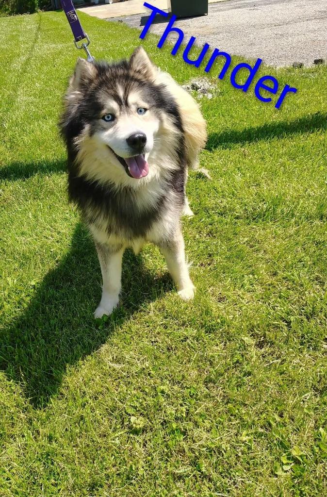 Enlarge Thunder, a Adoptable Husky in Kendallville, IN image 1/1