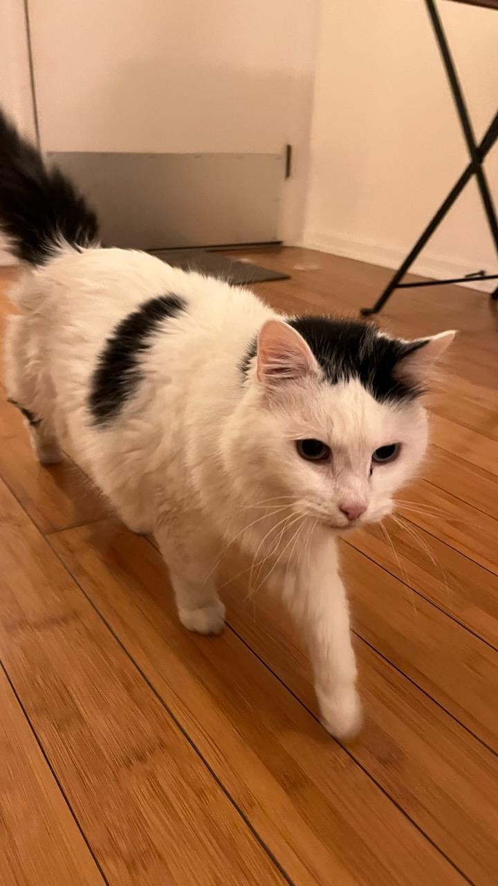 Blondie, adopted, Senior Female Domestic Long Hair.