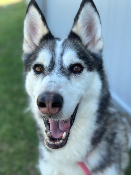 Mishka — thumbnail 2