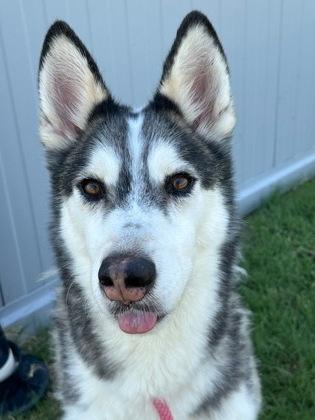 Mishka — thumbnail 3