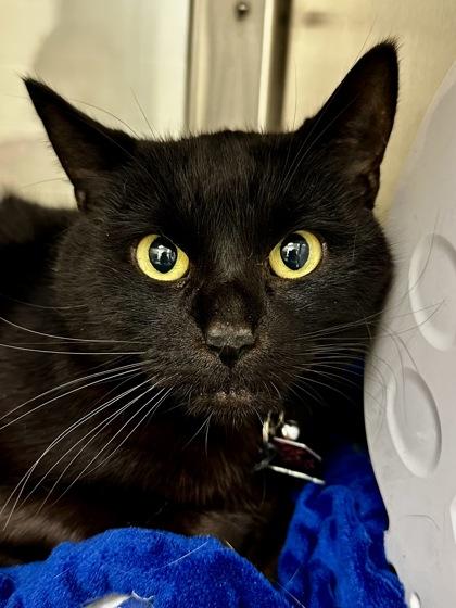 Enlarge Rizzo, a Adoptable mixed breed in Wichita, KS image 3/4