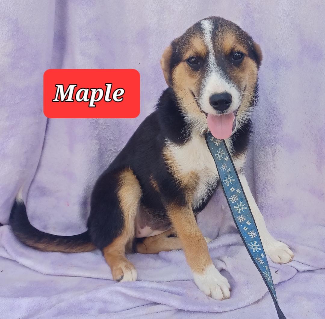 Maple, Adopted, Young Female Australian Shepherd.