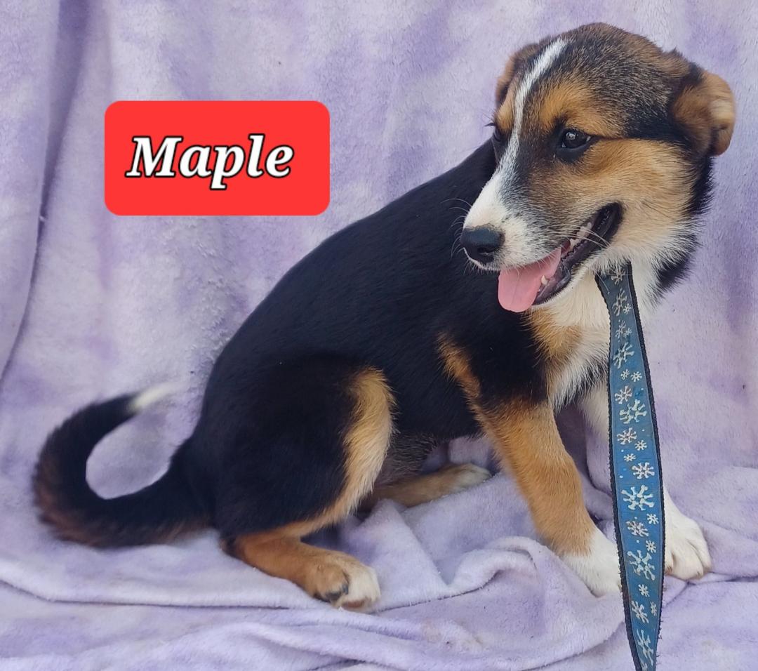 Enlarge Maple, a Adopted Australian Shepherd in Mena, AR image 2/2