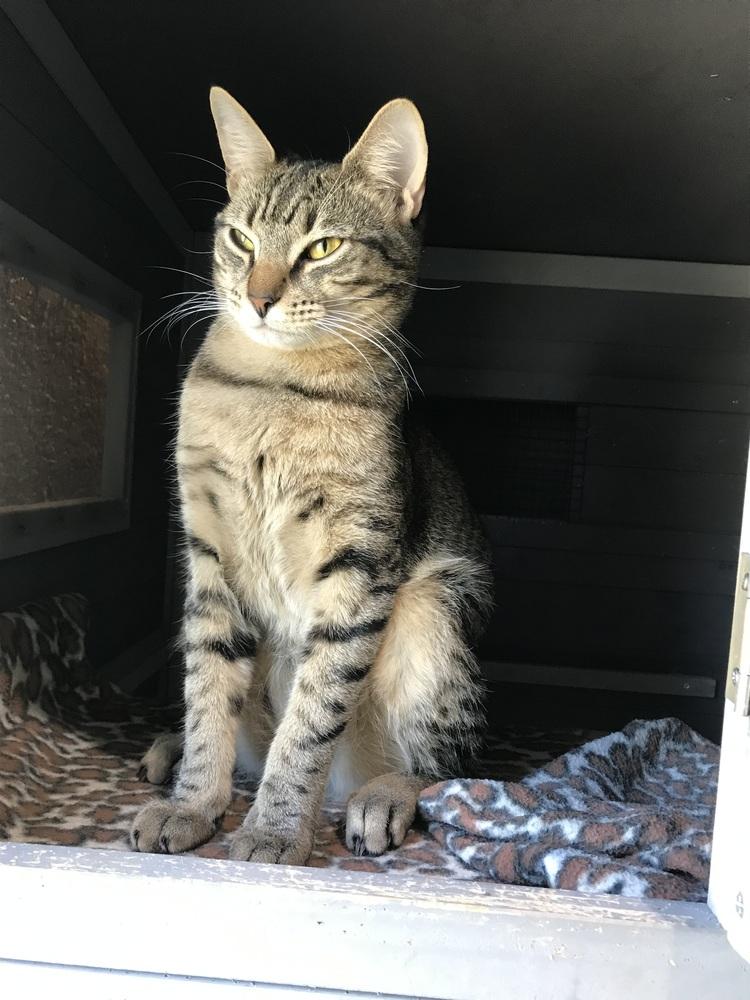 Jack, Adoptable, Young Male Domestic Short Hair & Domestic Short Hair.