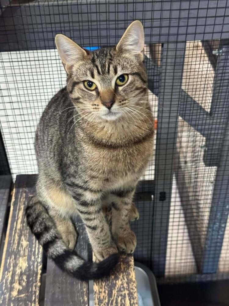 Enlarge Jack, a Adoptable mixed breed in Seminole, FL image 1/5