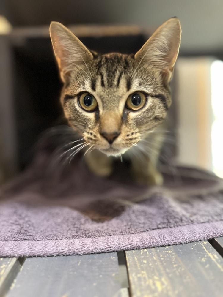 Enlarge Jack, a Adoptable mixed breed in Seminole, FL image 2/5