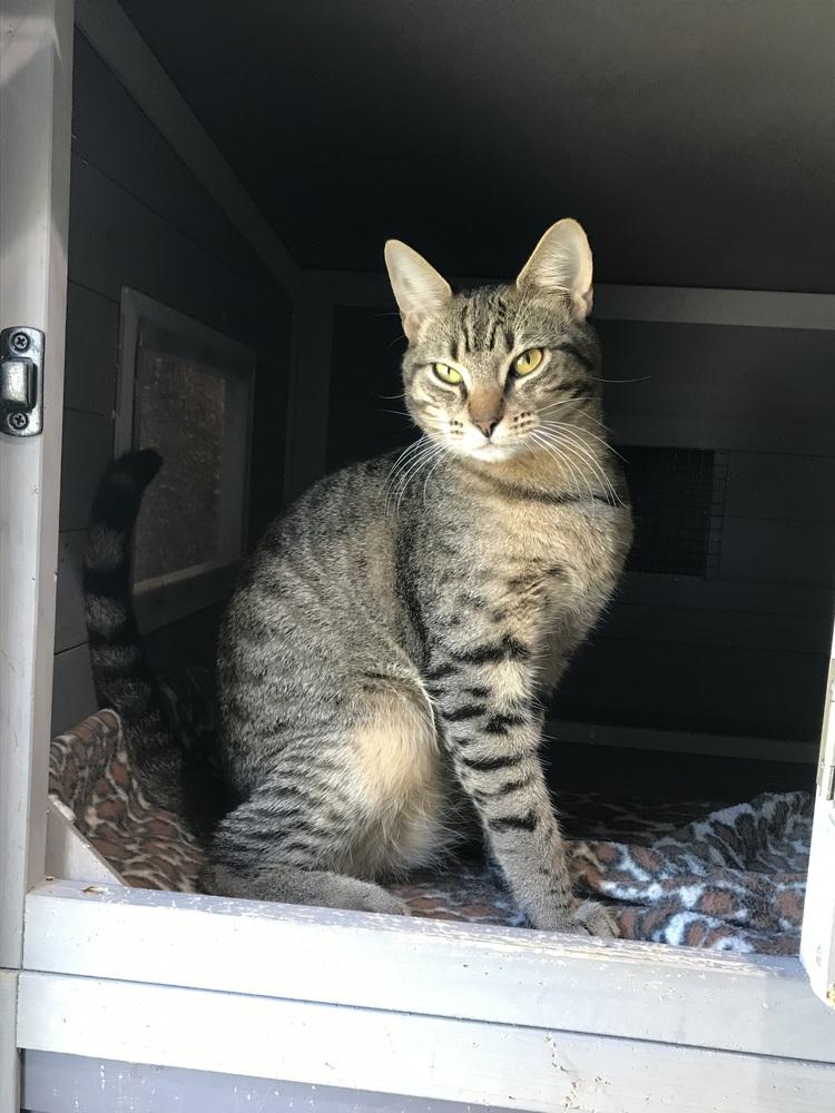 Enlarge Jack, a Adoptable mixed breed in Seminole, FL image 3/6