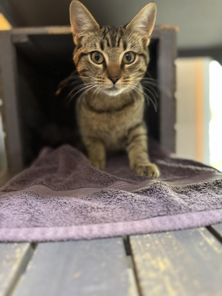 Enlarge Jack, a Adoptable mixed breed in Seminole, FL image 3/5