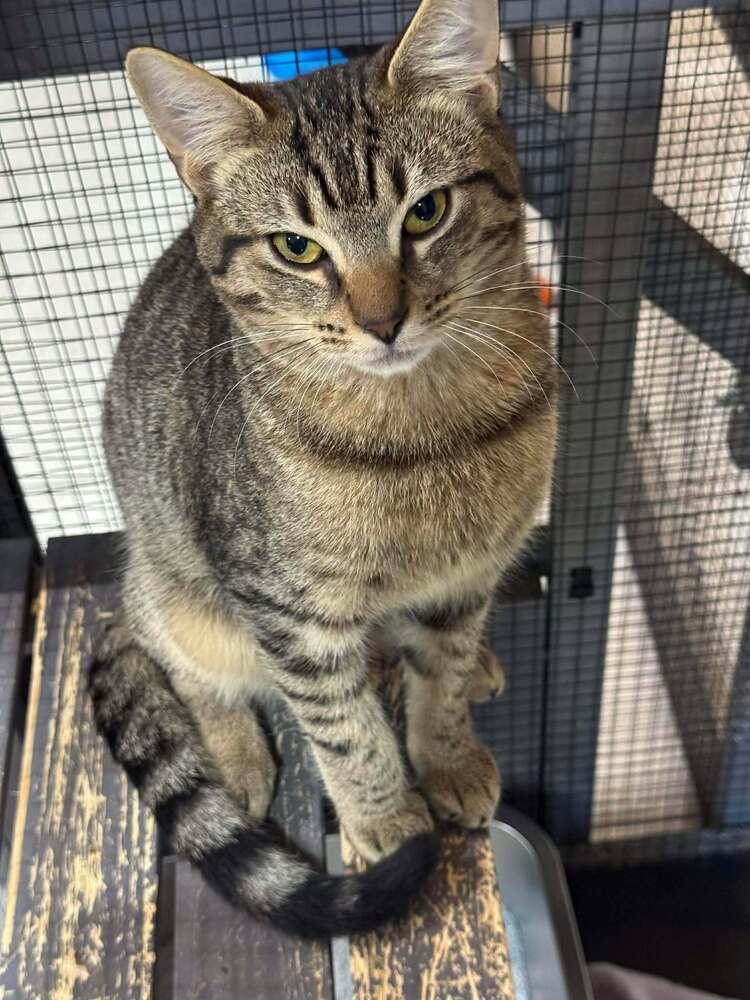 Enlarge Jack, a Adoptable mixed breed in Seminole, FL image 4/5