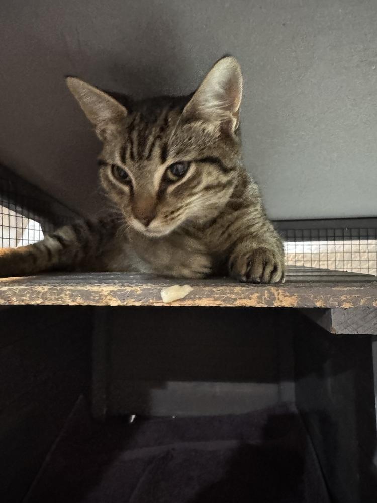 Enlarge Jack, a Adoptable mixed breed in Seminole, FL image 5/5