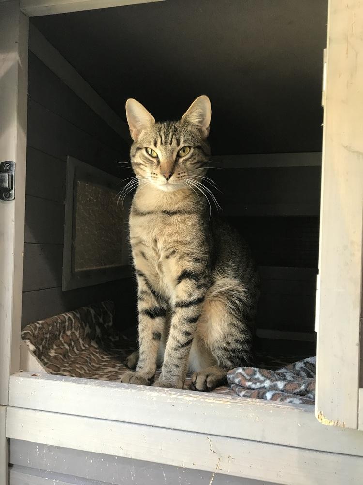 Enlarge Jack, a Adoptable mixed breed in Seminole, FL image 6/6