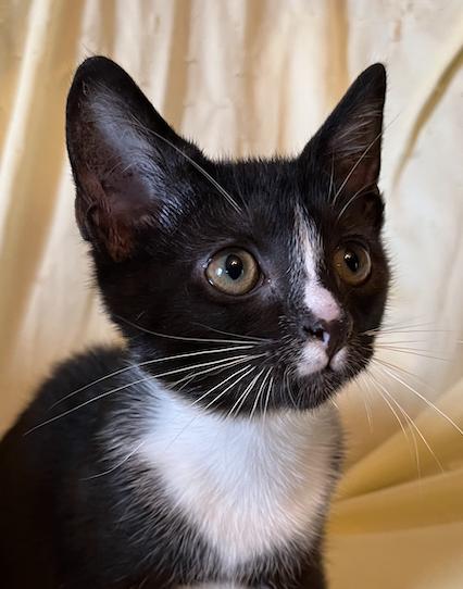 Ellsbeth, Adoptable, Kitten Female Domestic Short Hair.