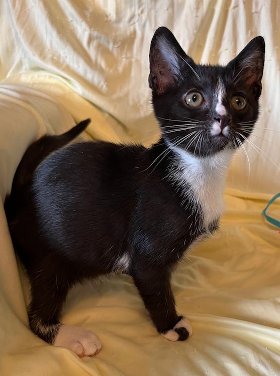 Enlarge Ellsbeth, a Adoptable Domestic Short Hair in Connelly Springs, NC image 2/6