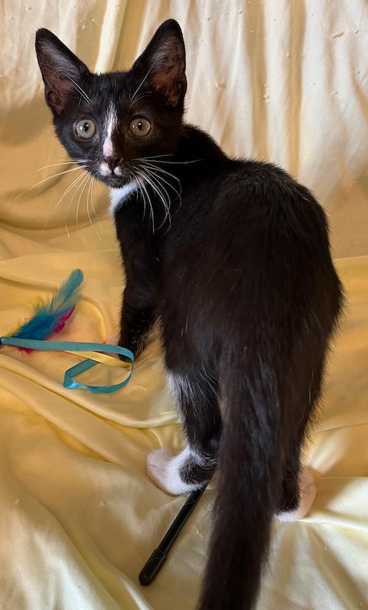 Enlarge Ellsbeth, a Adoptable Domestic Short Hair in Connelly Springs, NC image 3/6