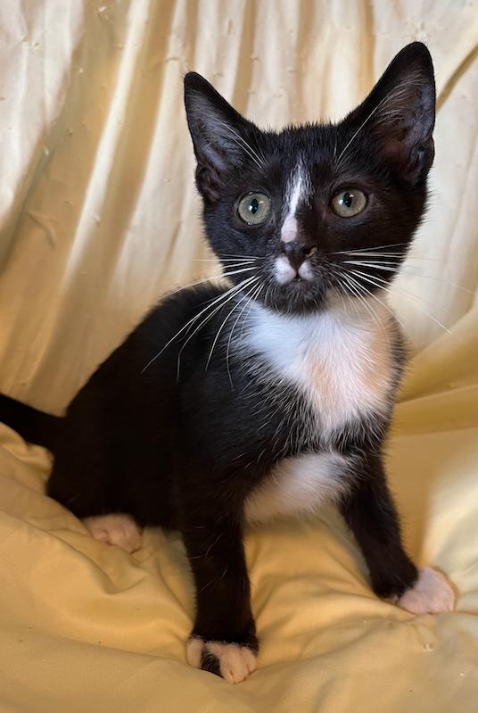 Enlarge Ellsbeth, a Adoptable Domestic Short Hair in Connelly Springs, NC image 4/6