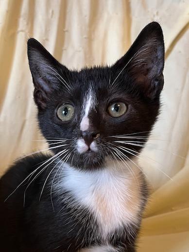 Enlarge Ellsbeth, a Adoptable Domestic Short Hair in Connelly Springs, NC image 5/6