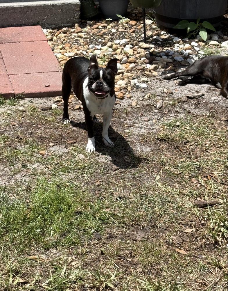 Enlarge Lilo Lovey - 5006 FL, a Adoptable Boston Terrier in Maryville, TN image 1/6