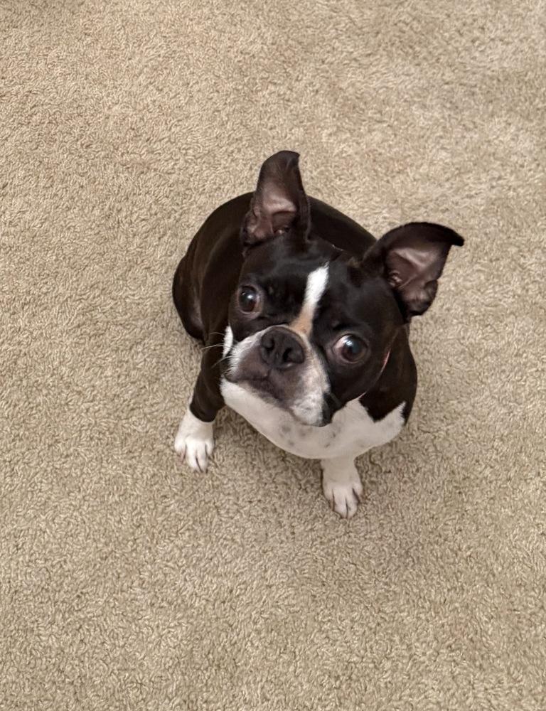 Enlarge Lilo Lovey - 5006 FL, a Adoptable Boston Terrier in Maryville, TN image 2/6