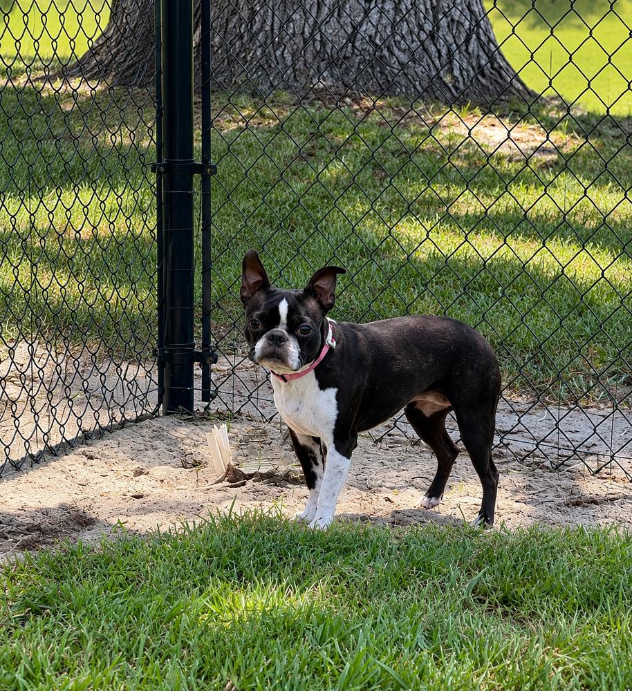 Enlarge Lilo Lovey - 5006 FL, a Adoptable Boston Terrier in Maryville, TN image 3/6