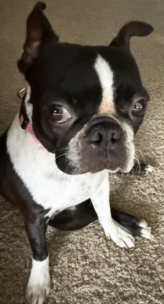 Enlarge Lilo Lovey - 5006 FL, a Adoptable Boston Terrier in Maryville, TN image 4/6