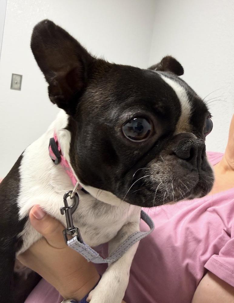 Enlarge Lilo Lovey - 5006 FL, a Adoptable Boston Terrier in Maryville, TN image 5/6