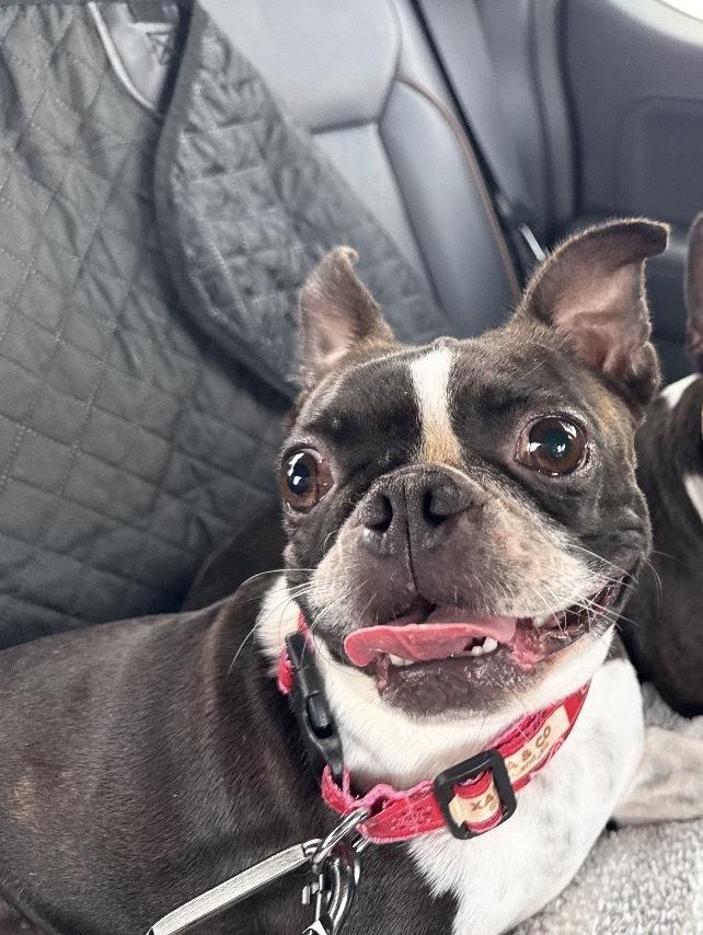 Enlarge Lilo Lovey - 5006 FL, a Adoptable Boston Terrier in Maryville, TN image 6/6