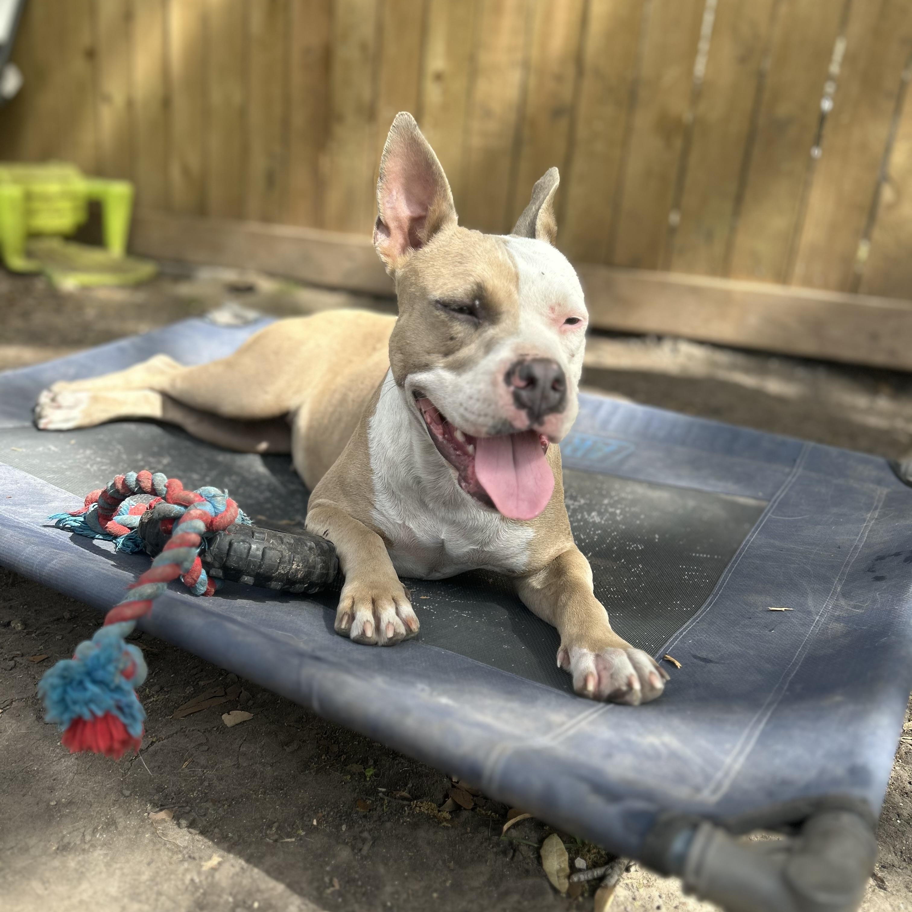 Amber, an adoptable American Staffordshire Terrier in Calumet, MI, 49913 | Photo Image 2
