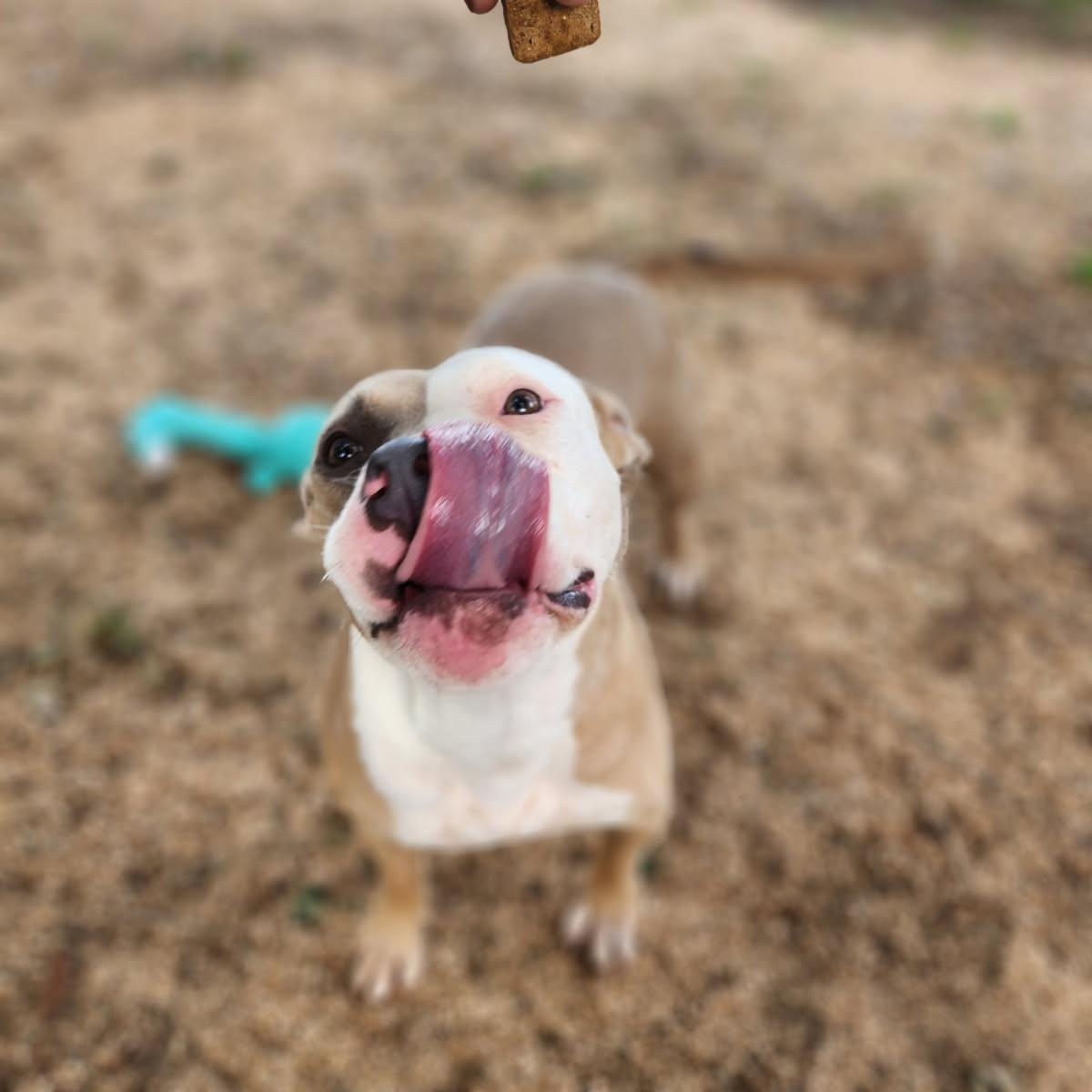 Amber, an adoptable American Staffordshire Terrier in Calumet, MI, 49913 | Photo Image 1