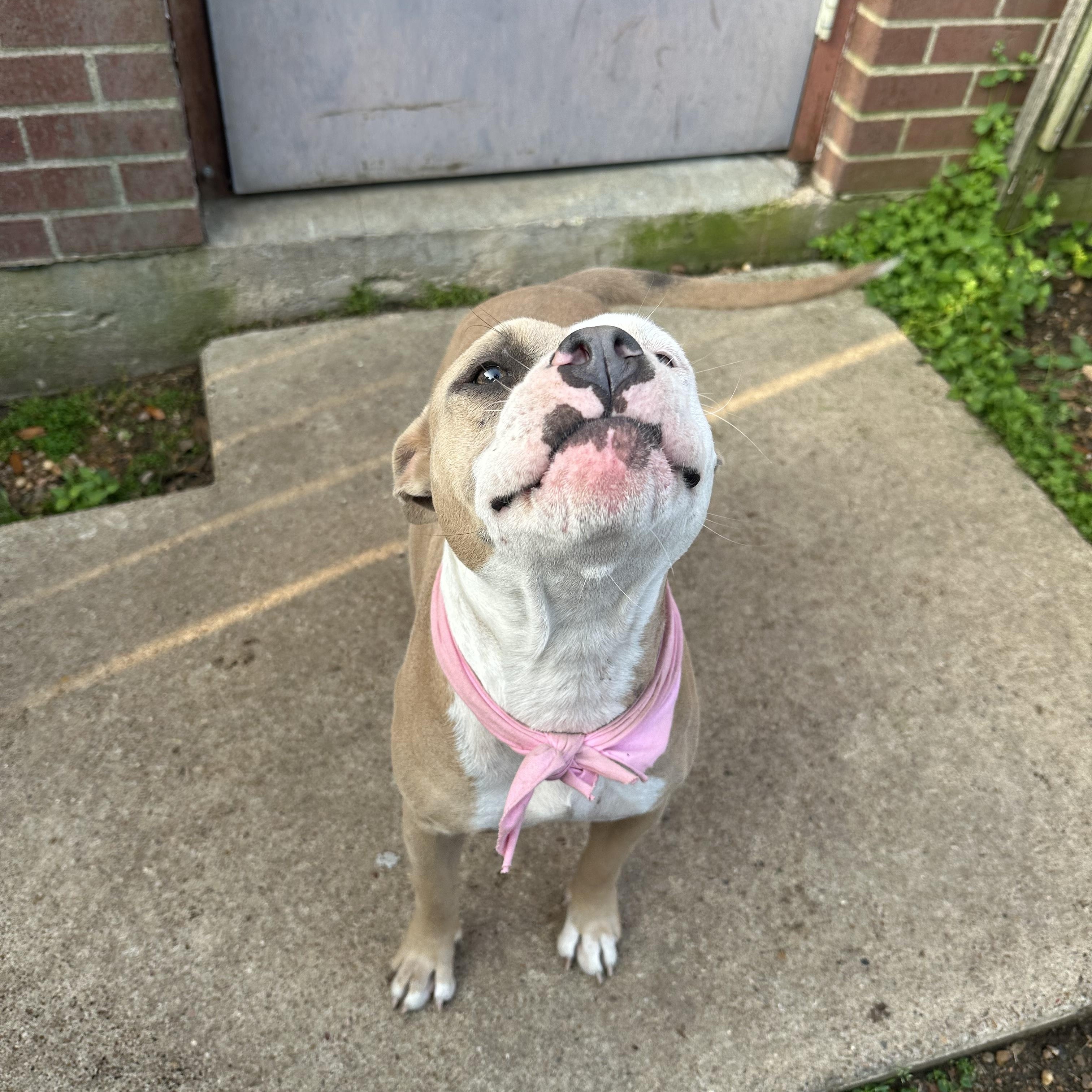 Amber, an adoptable American Staffordshire Terrier in Calumet, MI, 49913 | Photo Image 6