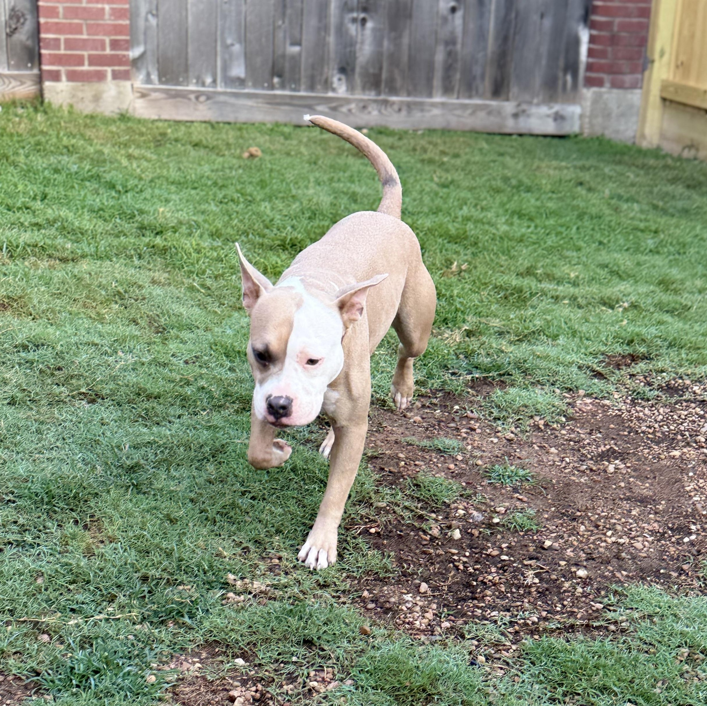 Amber, an adoptable American Staffordshire Terrier in Calumet, MI, 49913 | Photo Image 5