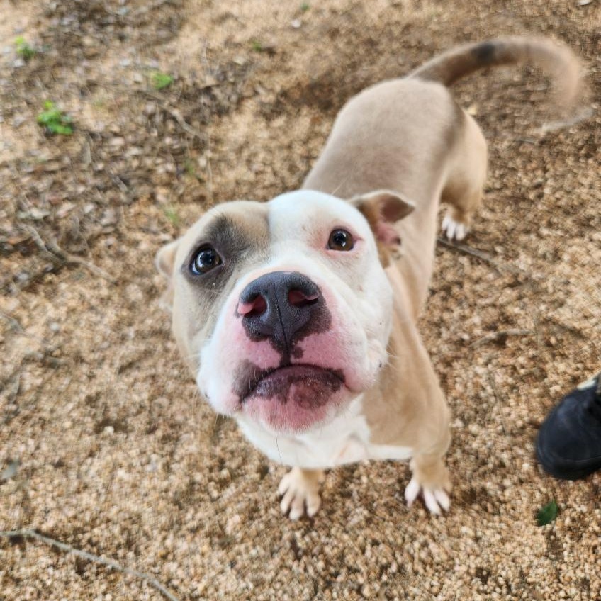 Amber, an adoptable American Staffordshire Terrier in Calumet, MI, 49913 | Photo Image 3