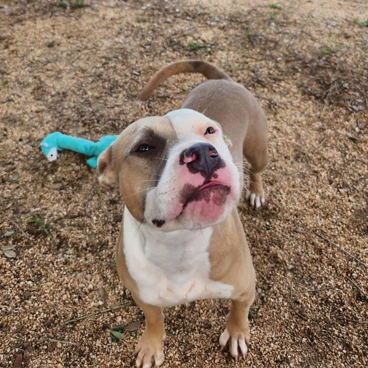 Amber, an adoptable American Staffordshire Terrier in Calumet, MI, 49913 | Photo Image 4