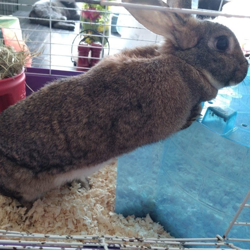 Bunny, Adoptable, Adult Male Mini Rex.