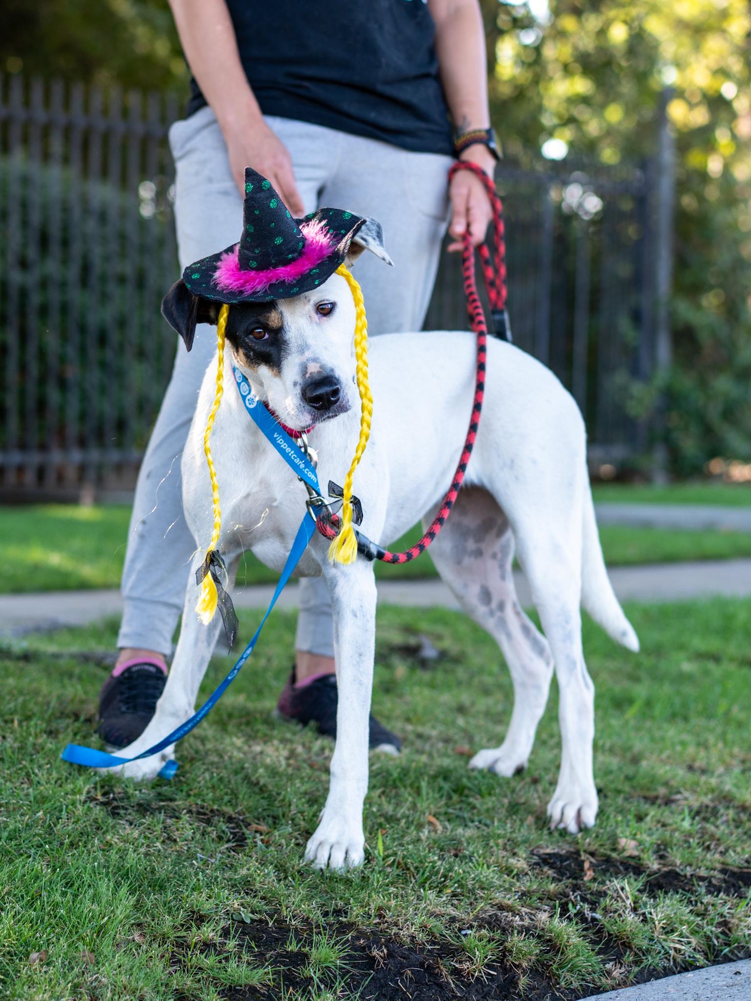 Enlarge ROSIE, a Adoptable mixed breed in Fresno, CA image 1/6