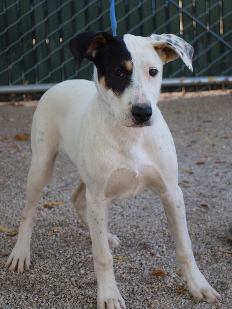 ONLY ROSIE, a Adoptable mixed breed in Fresno, CA image 3/3