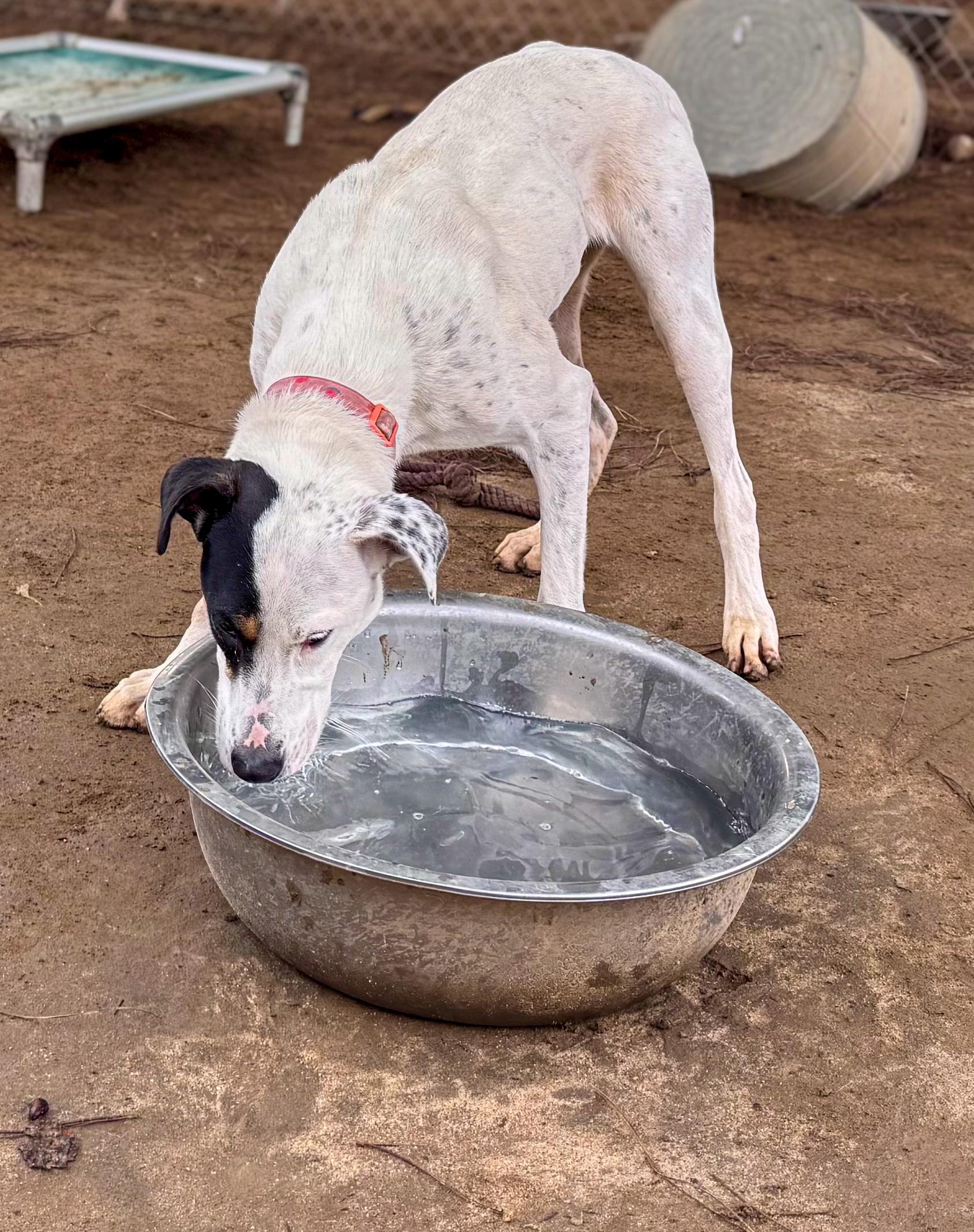 Enlarge ONLY ROSIE, a Adoptable mixed breed in Fresno, CA image 1/3