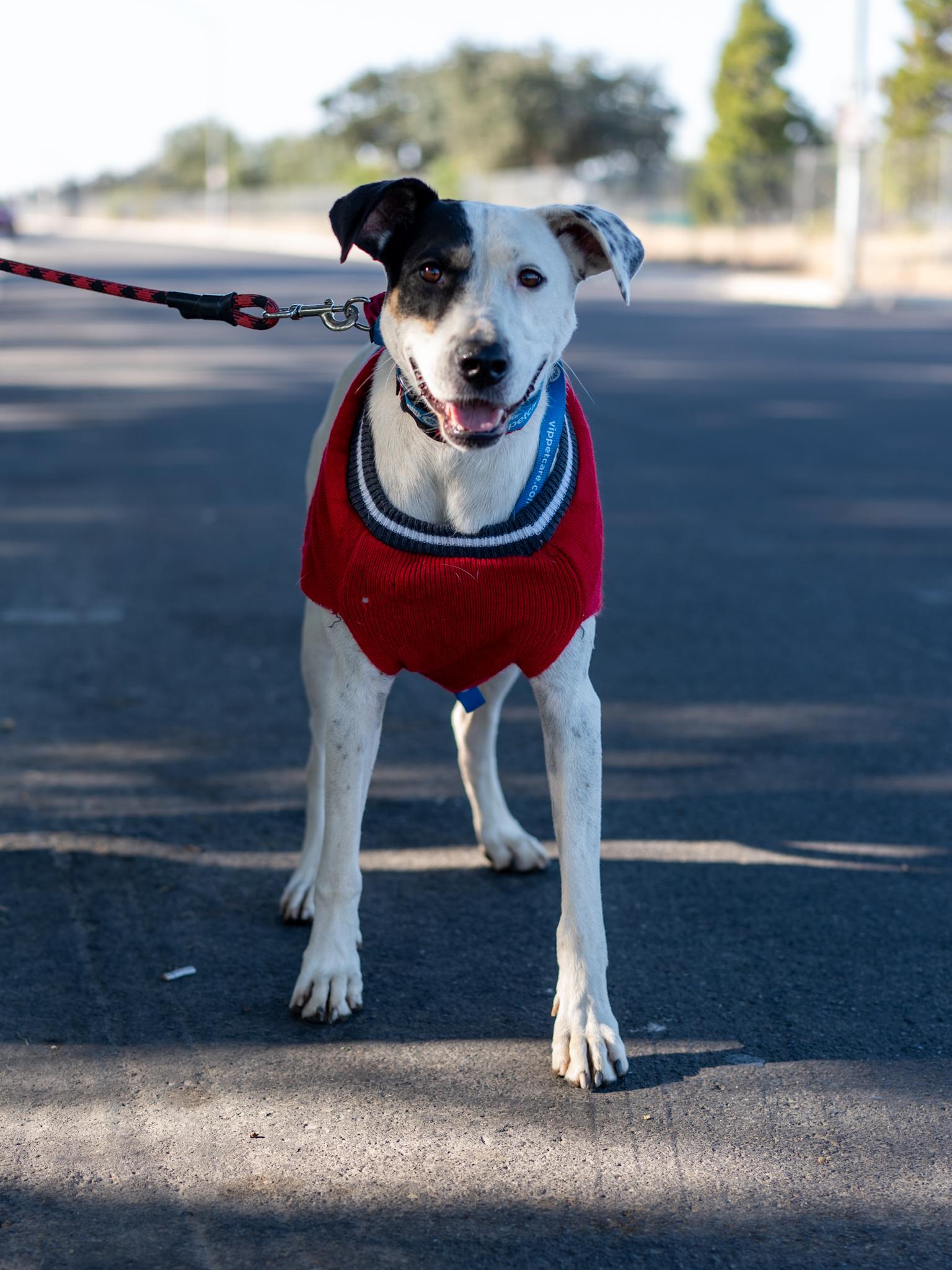 Enlarge ROSIE, a Adoptable mixed breed in Fresno, CA image 2/6
