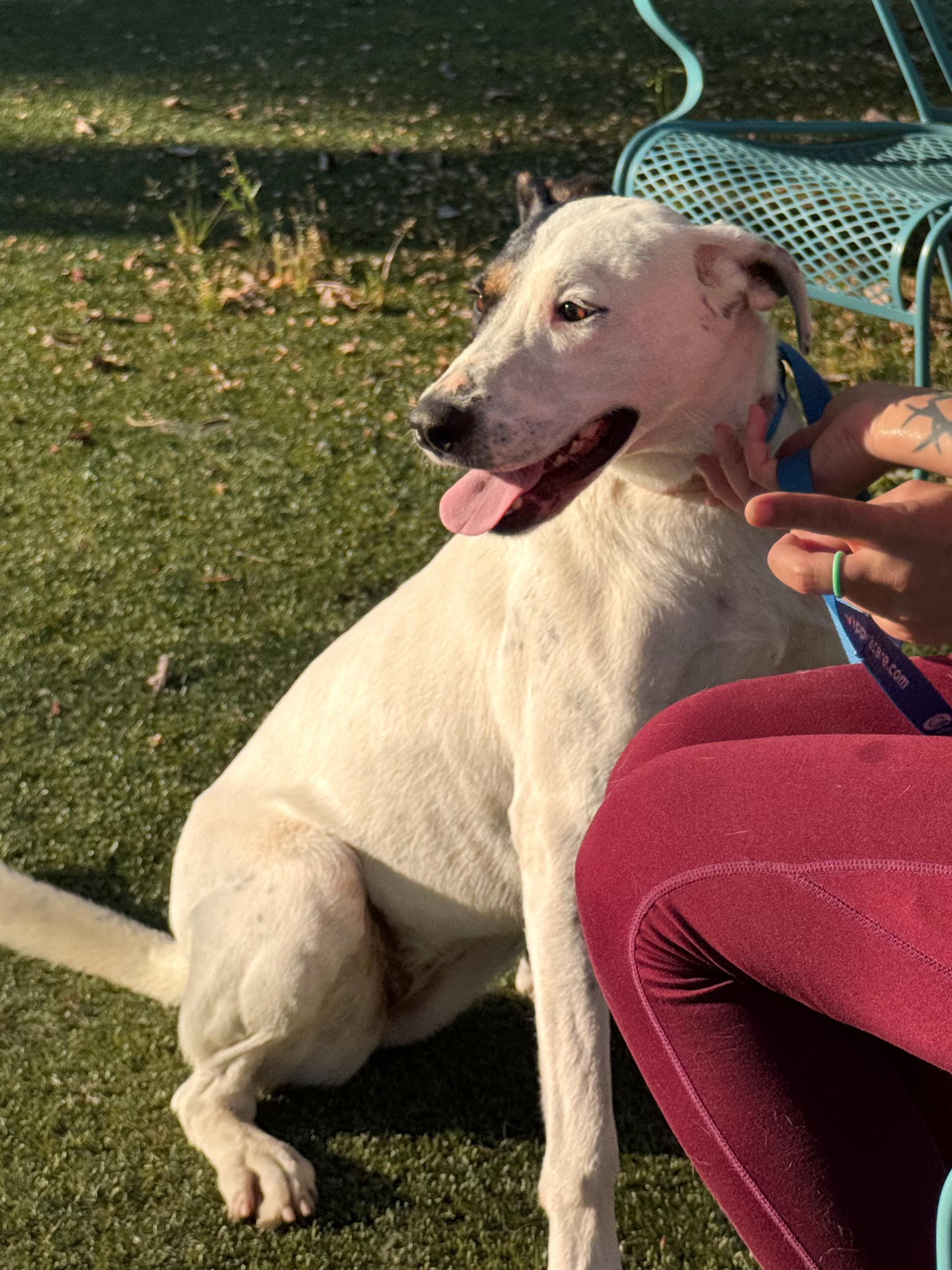 Enlarge ONLY ROSIE, a Adoptable mixed breed in Fresno, CA image 2/4