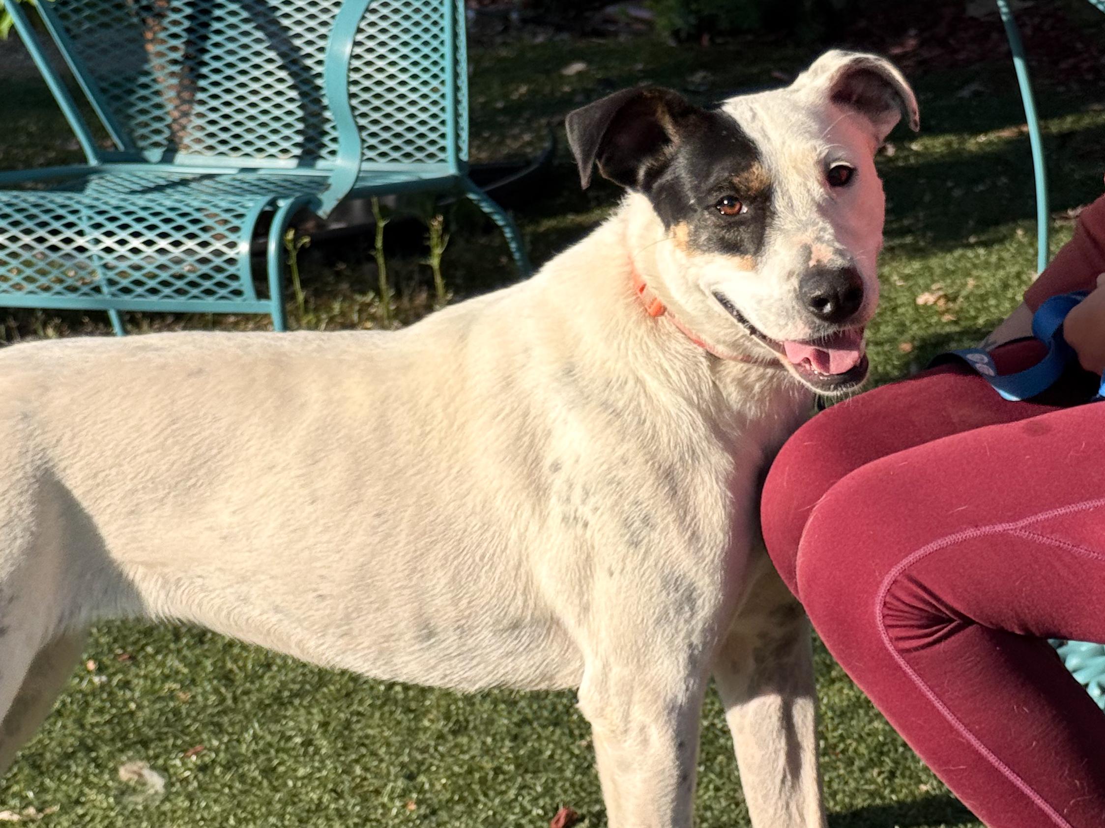 Enlarge ONLY ROSIE, a Adoptable mixed breed in Fresno, CA image 3/4