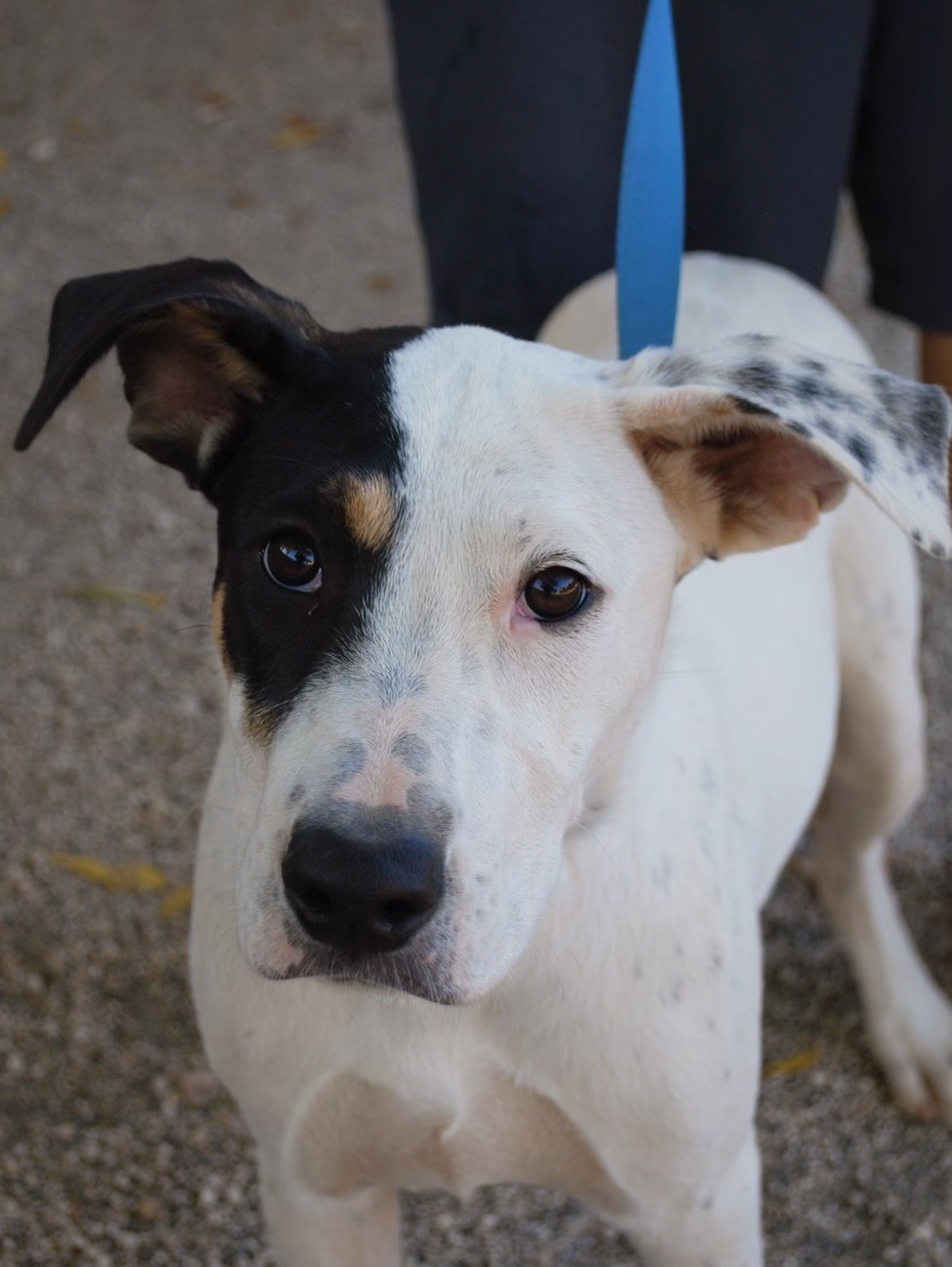 ONLY ROSIE, a Adoptable mixed breed in Fresno, CA image 1/3