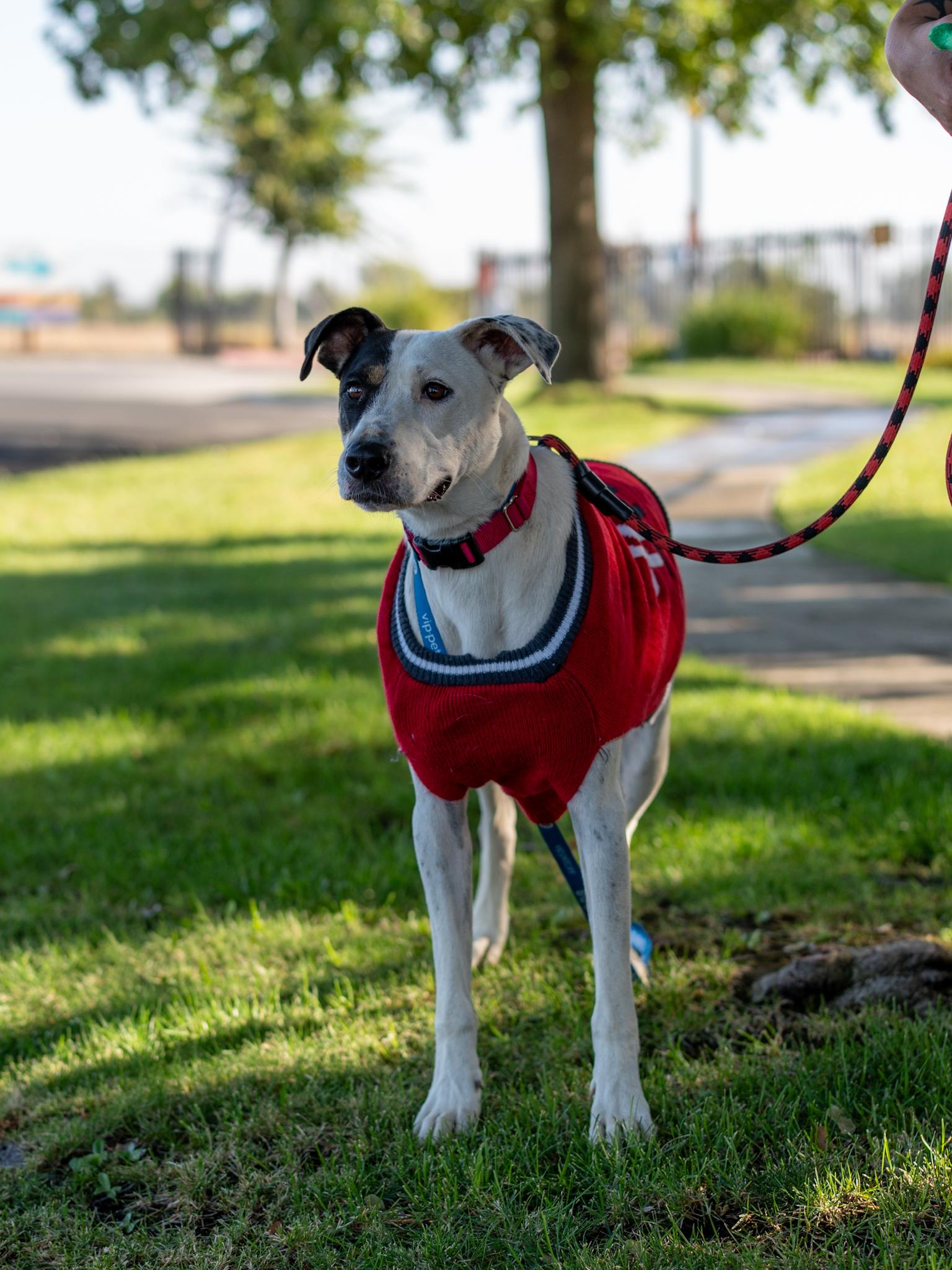 Enlarge ROSIE, a Adoptable mixed breed in Fresno, CA image 4/6