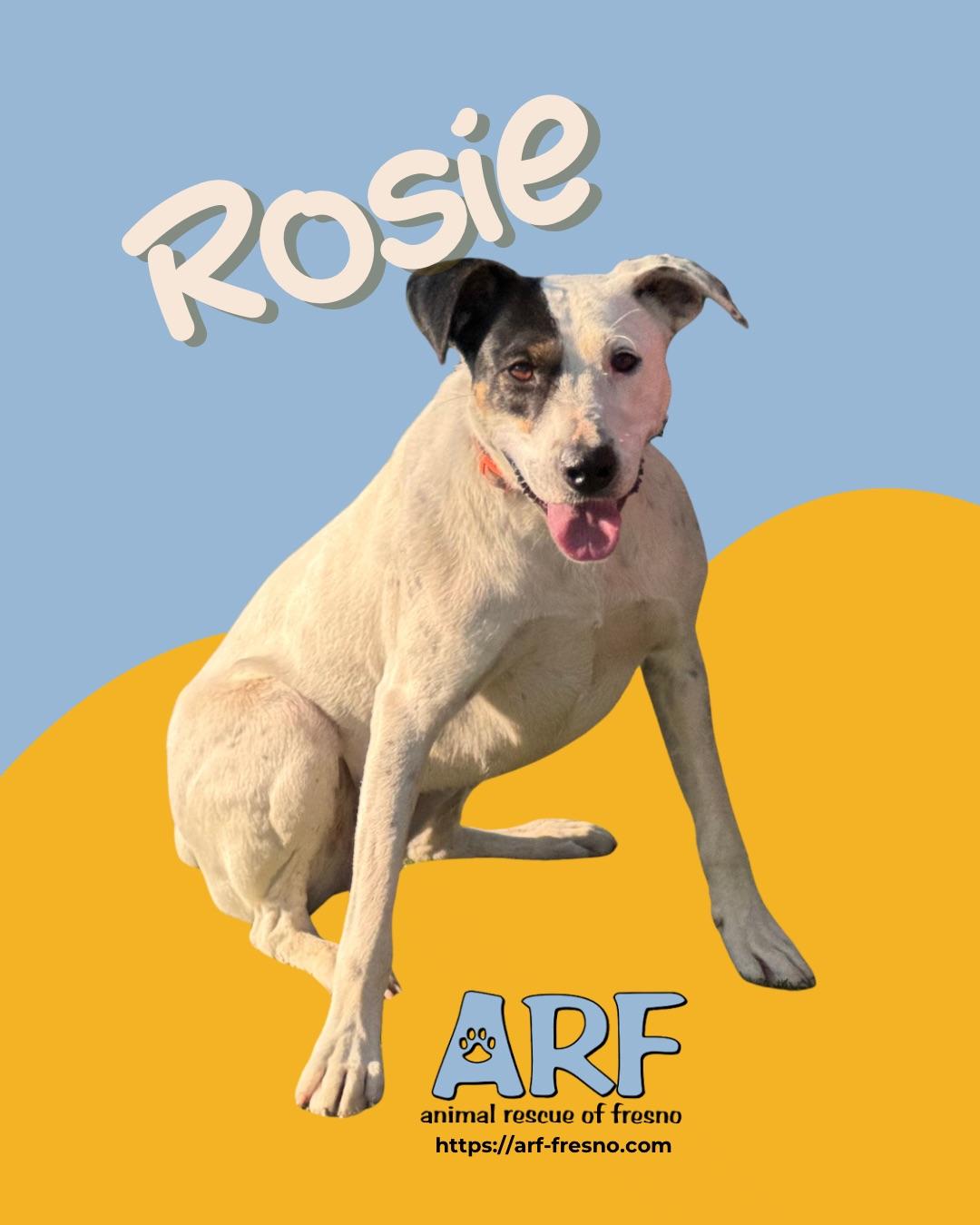 Enlarge ONLY ROSIE, a Adoptable mixed breed in Fresno, CA image 4/4