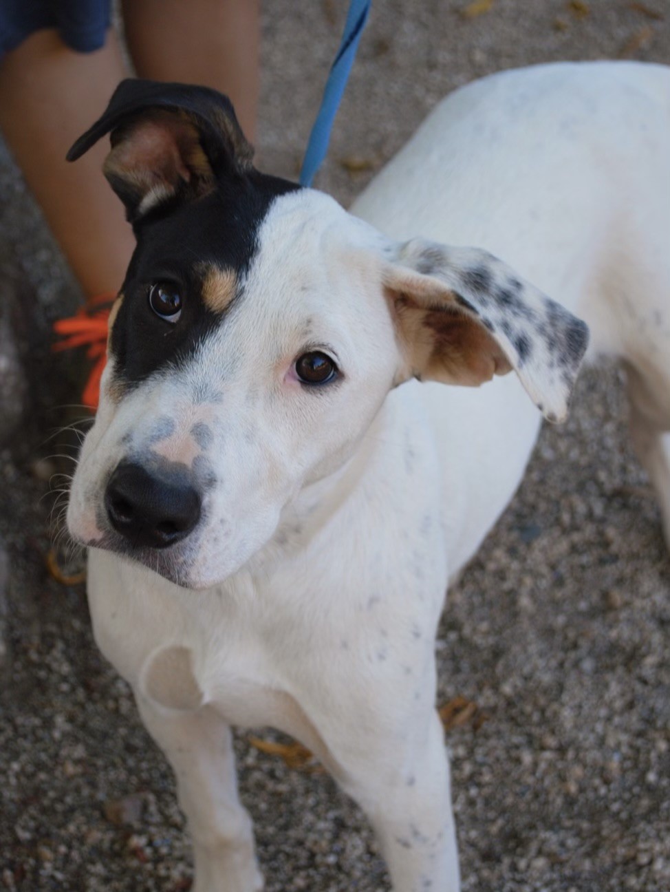 ONLY ROSIE, a Adoptable mixed breed in Fresno, CA image 2/3